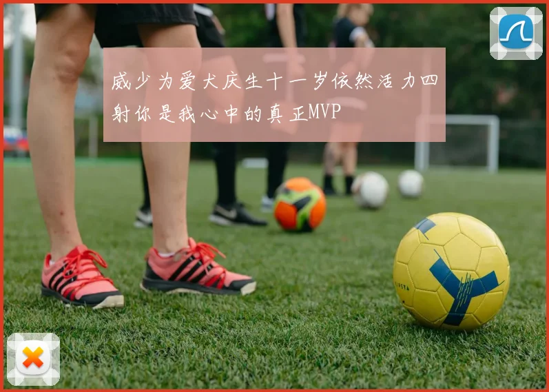 威少为爱犬庆生十一岁依然活力四射你是我心中的真正MVP